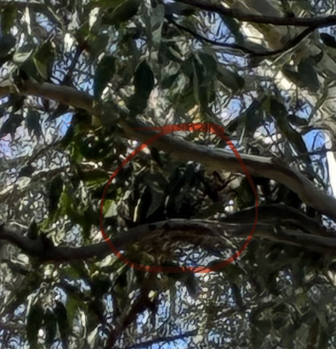 Little Friarbird - ML648659375