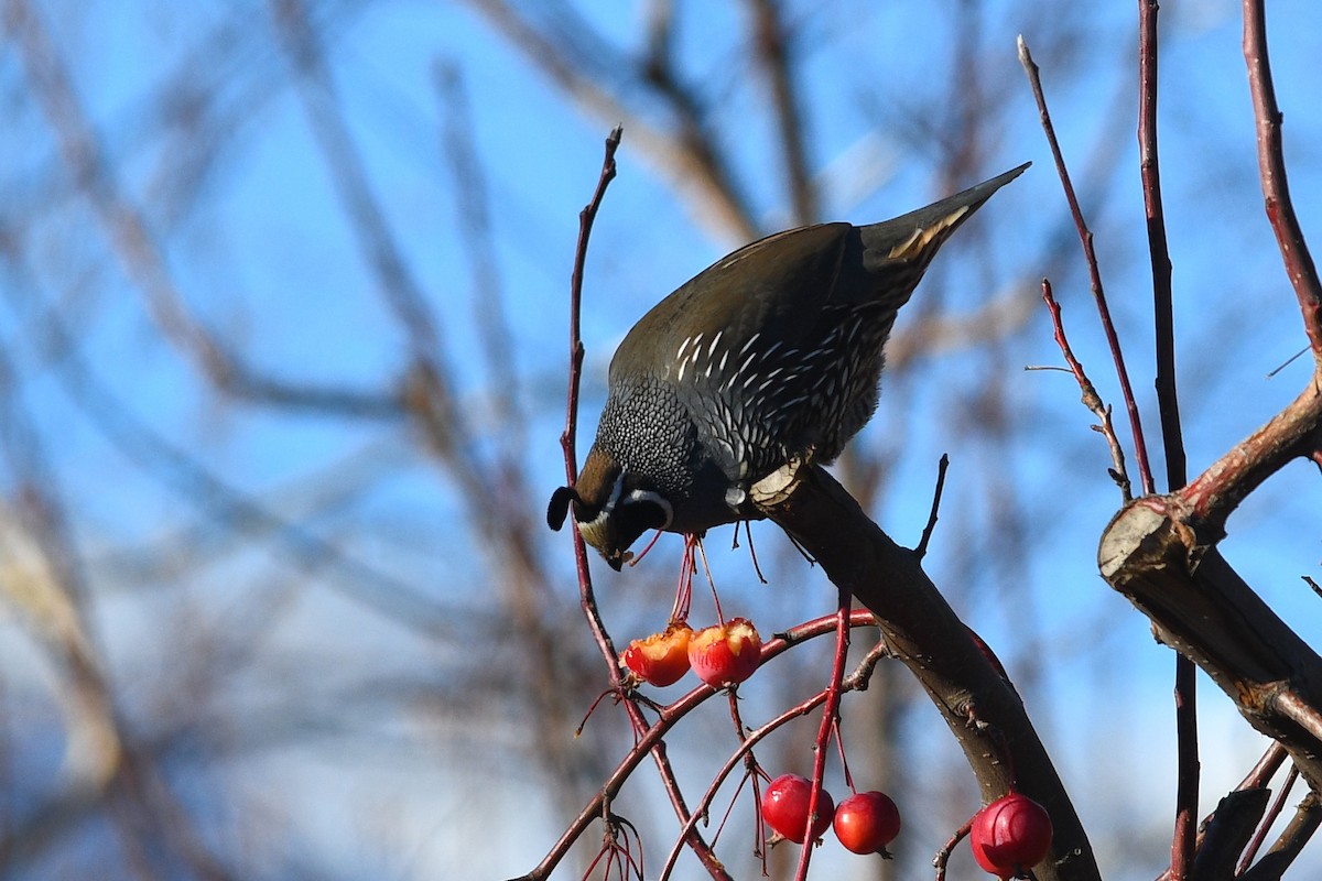 křepel kalifornský - ML648660013