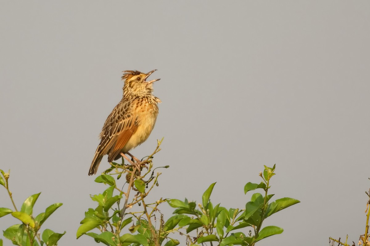 Rufous-naped Lark - ML648660556