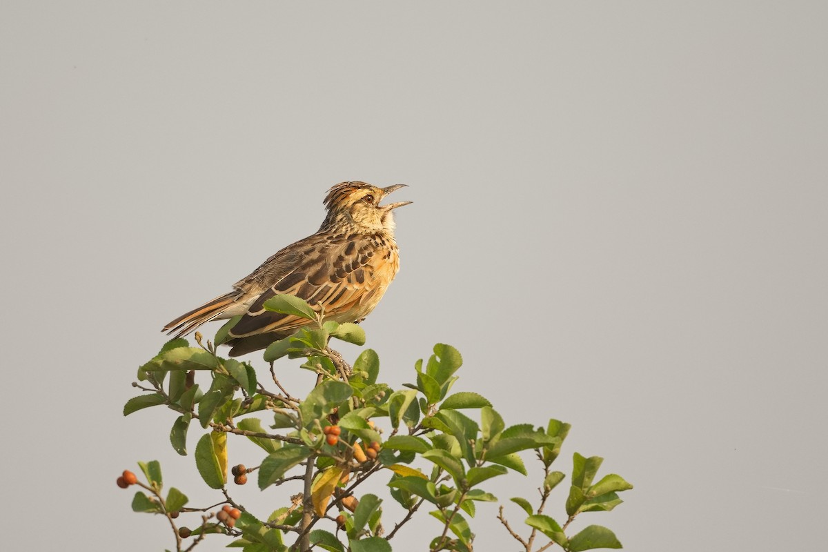 Rufous-naped Lark - ML648660557
