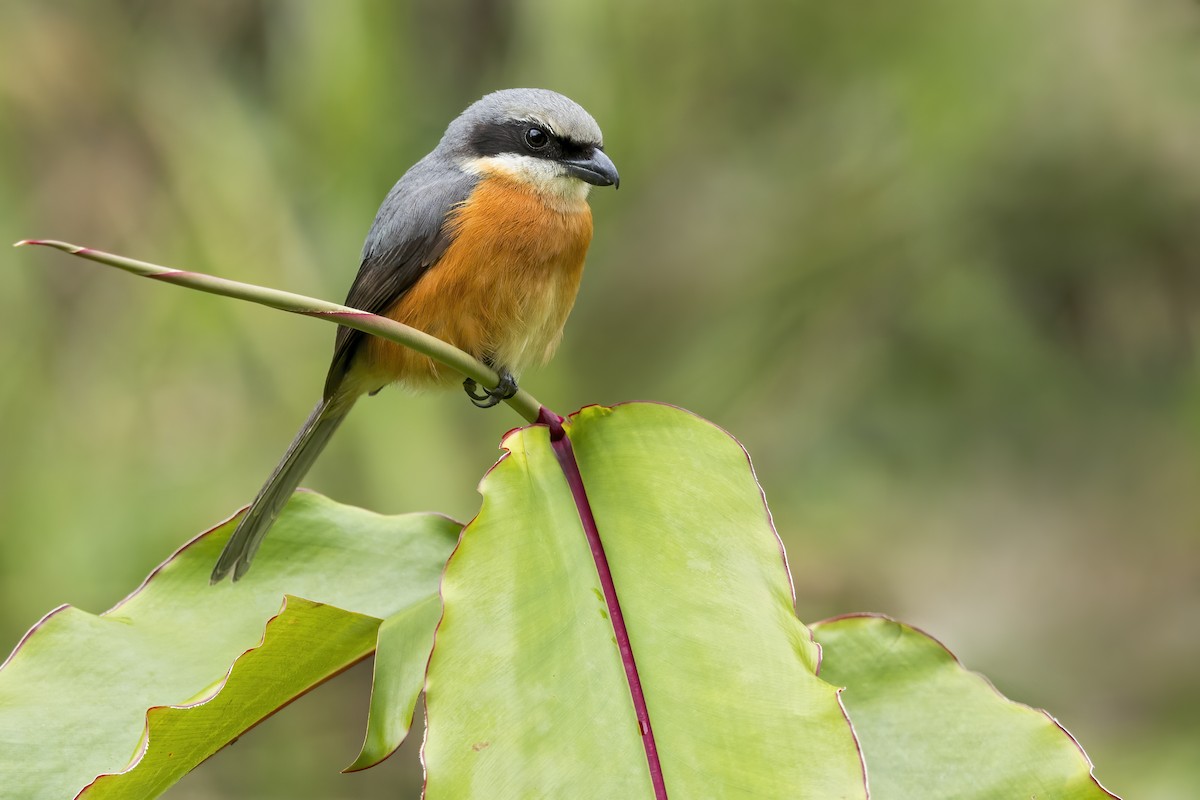 bergvarsler - ML648661265