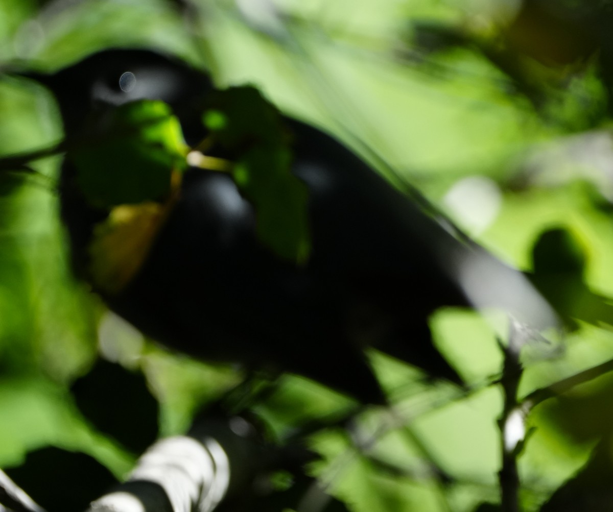 eBird Checklist - 10 Jan 2026 - UCLA--Sage Hill - 1 species