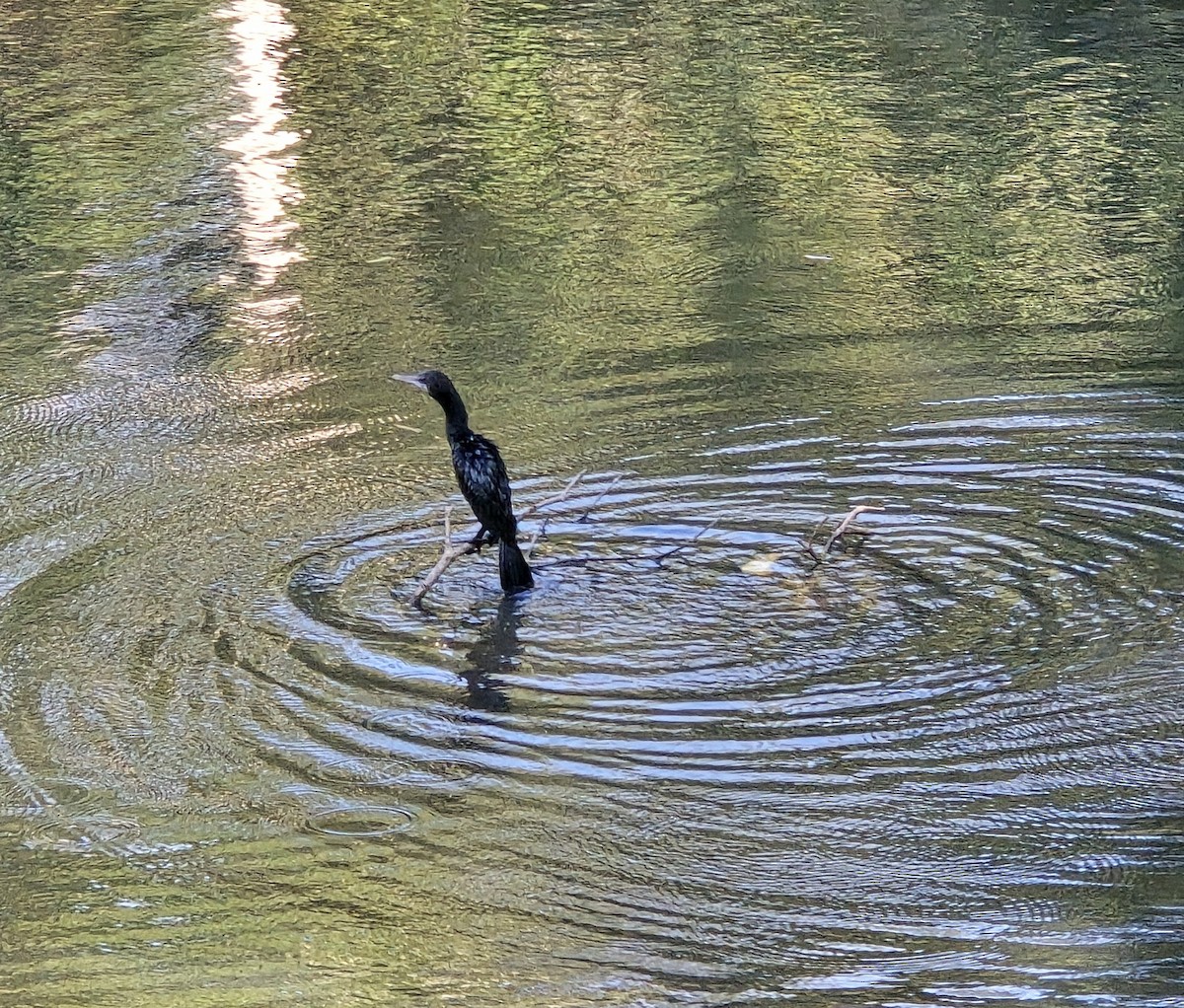 Kara Küçük Karabatak - ML648661460