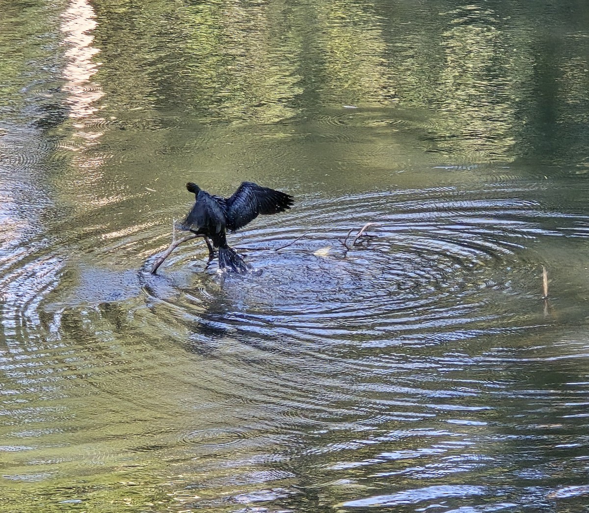 Kara Küçük Karabatak - ML648661461