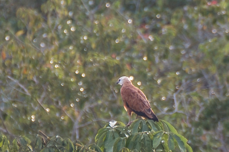 Black-collared Hawk - ML648661491