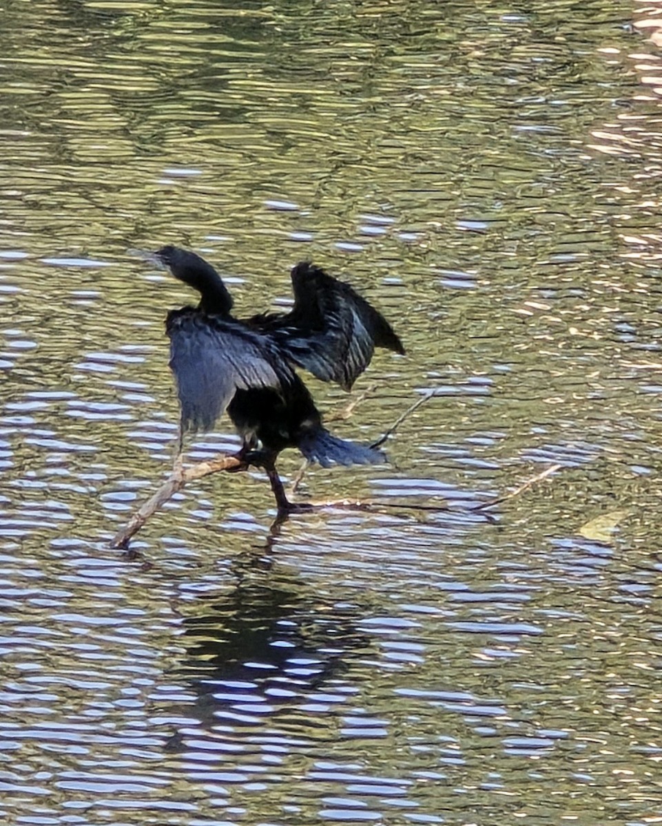 Kara Küçük Karabatak - ML648661579