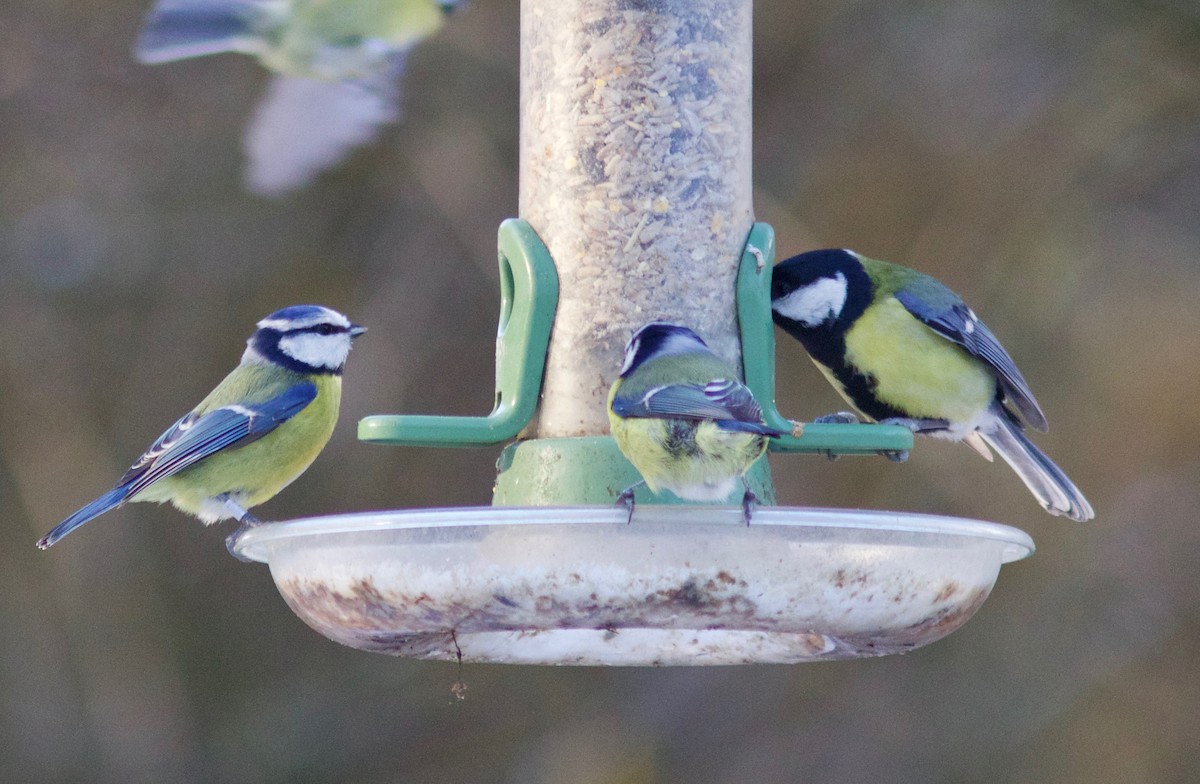 Eurasian Blue Tit - ML648661595