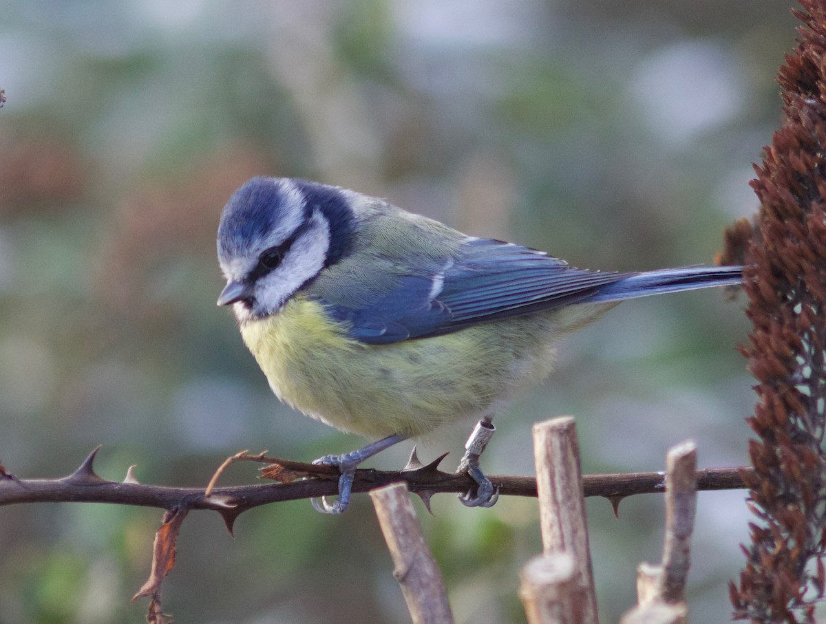 Eurasian Blue Tit - ML648661599