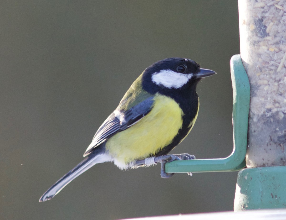 Great Tit - ML648661640