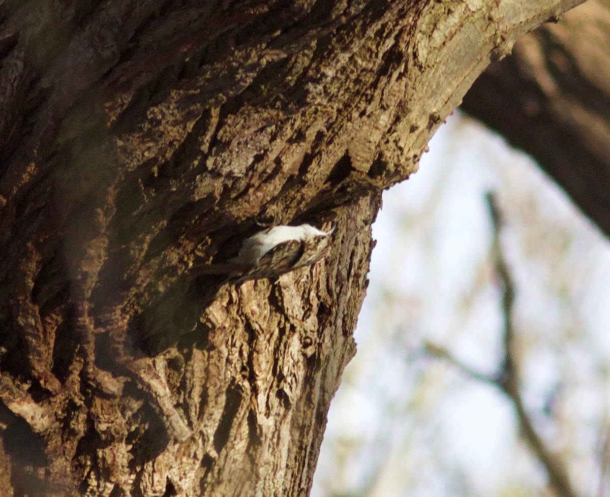 Eurasian Treecreeper - ML648661644
