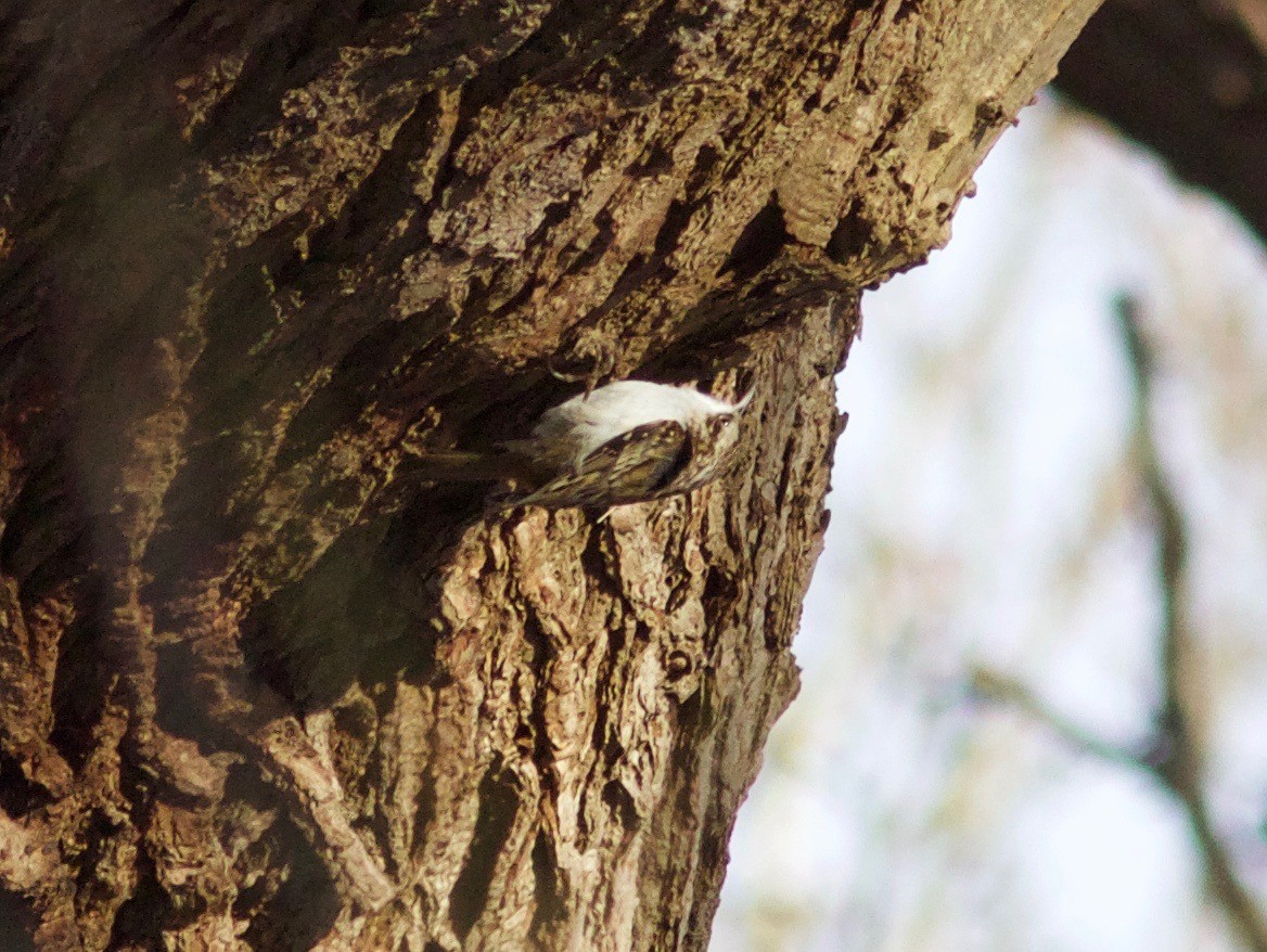 Eurasian Treecreeper - ML648661645