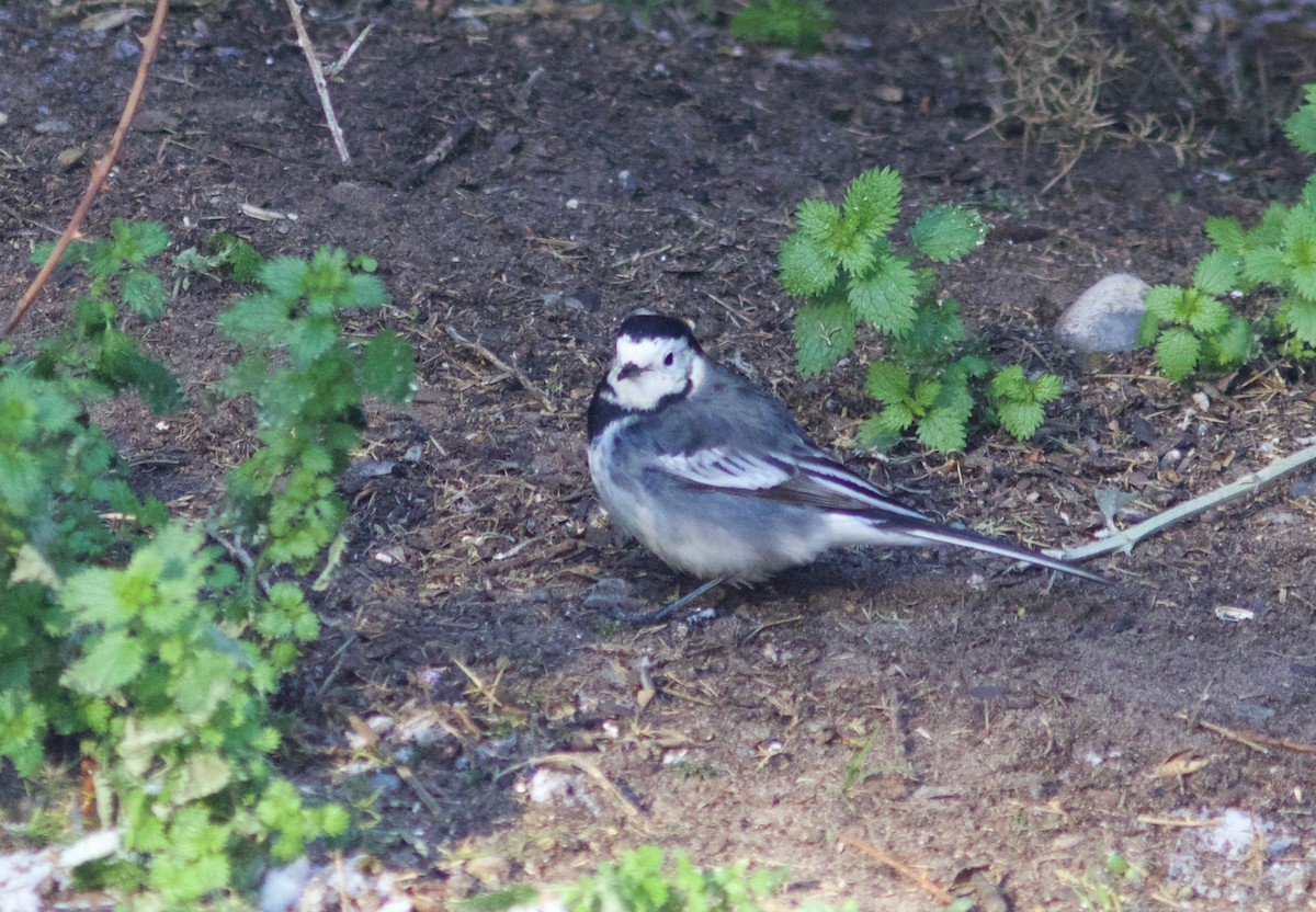 White Wagtail (British) - ML648661650