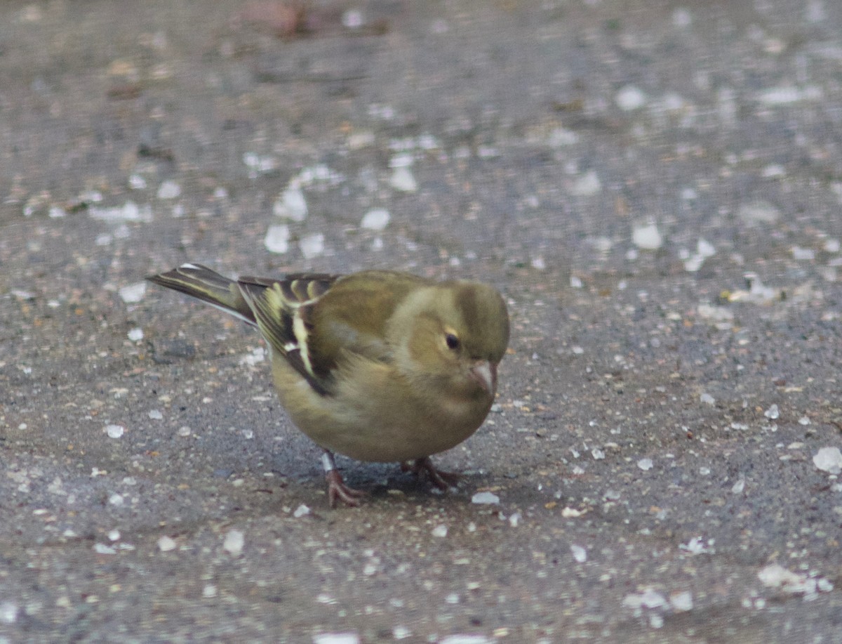 European Greenfinch - ML648661655