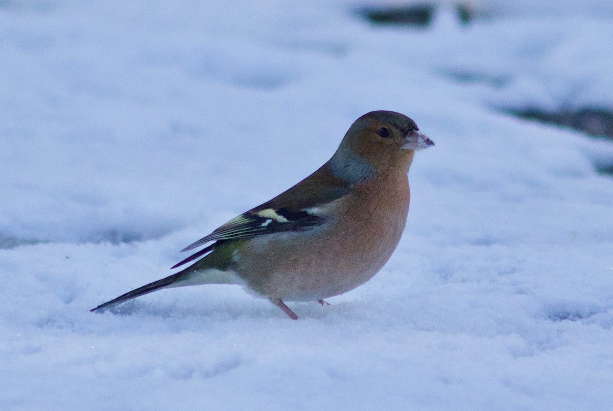 Common Chaffinch - ML648661663