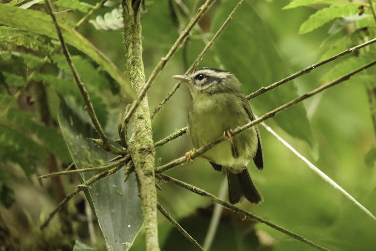 Costa Rican Warbler - ML648661742