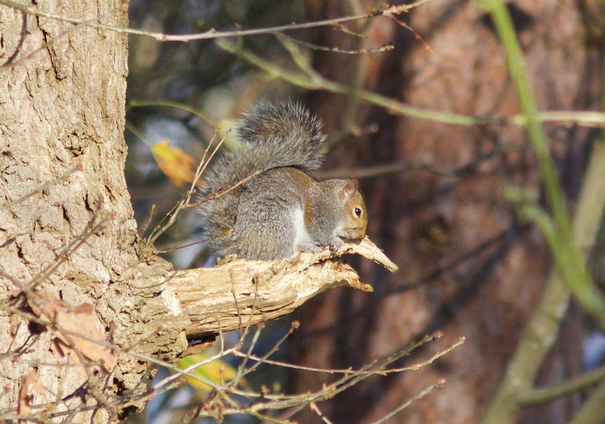 Eastern Gray Squirrel - ML648661773