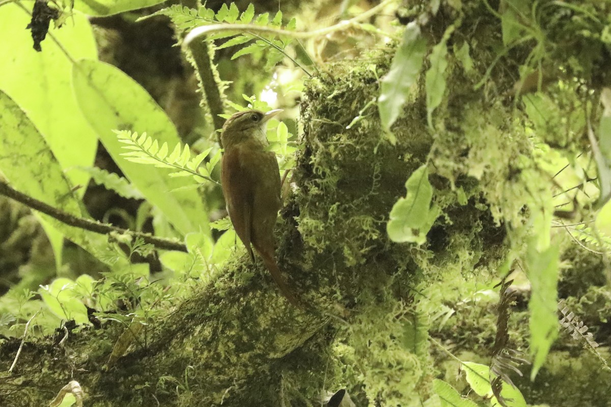 Ruddy Treerunner - ML648661780