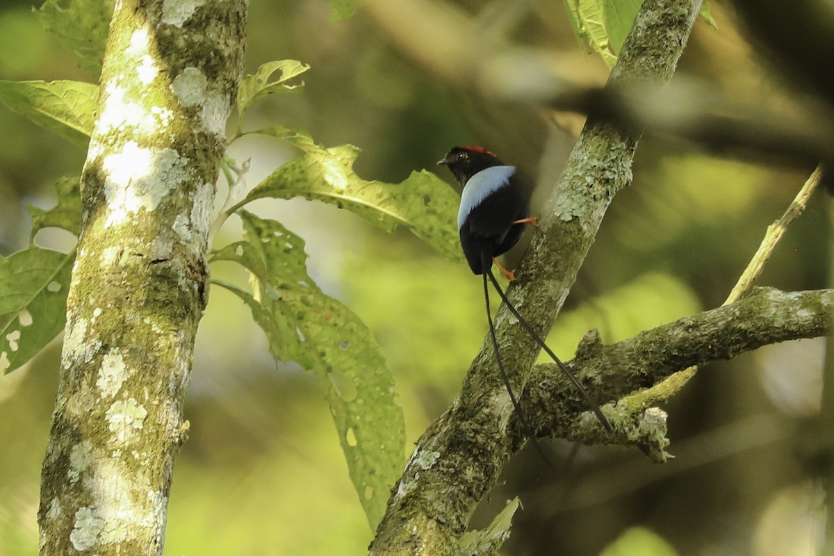 Long-tailed Manakin - ML648661827