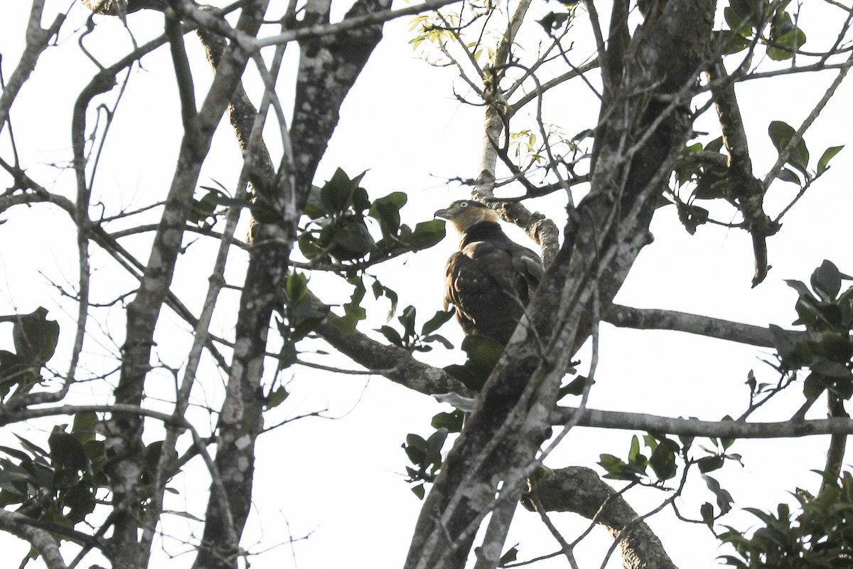Hook-billed Kite - ML648661839
