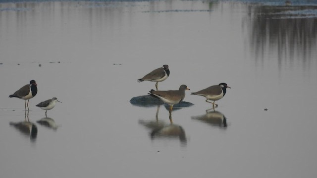Gray-headed Lapwing - ML648662259