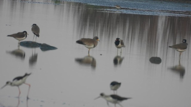 Gray-headed Lapwing - ML648662289