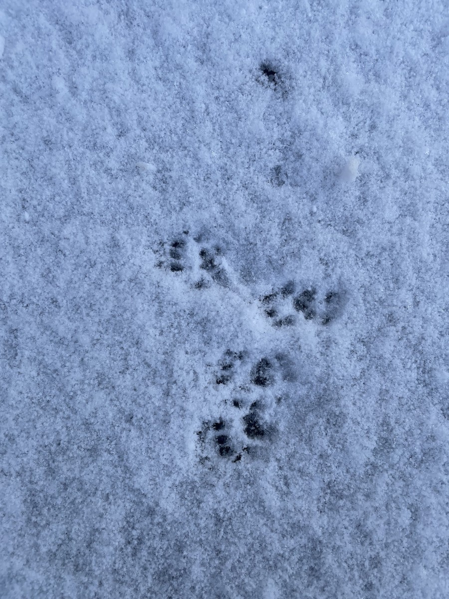 Eurasian Stoat - ML648662398