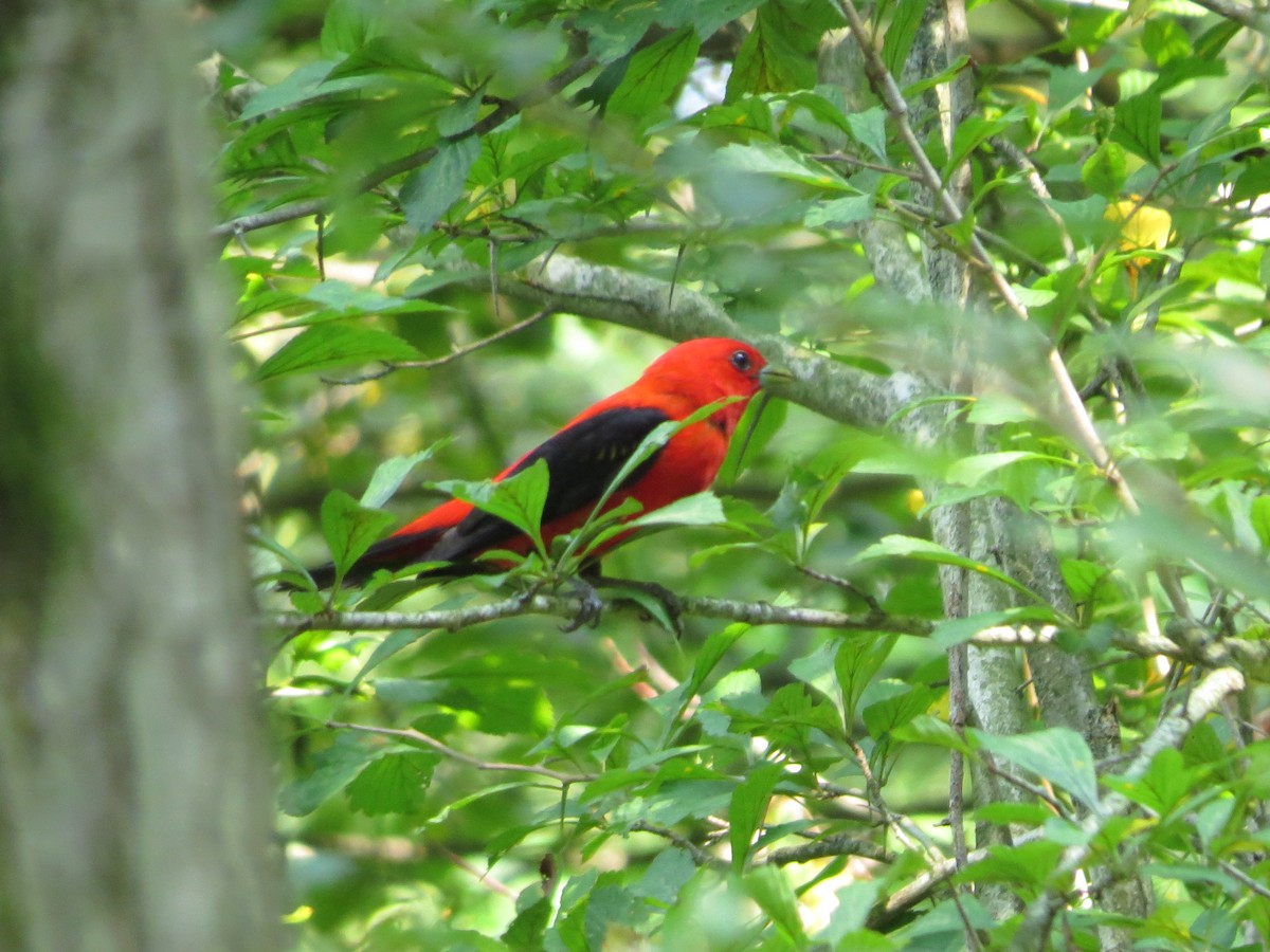 Scarlet Tanager - ML648662963
