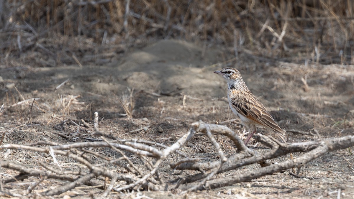 Savannenlerche (Fuchslerche) - ML648663402