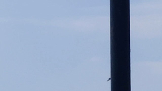 שחף בלתי-מזוהה - ML648663480