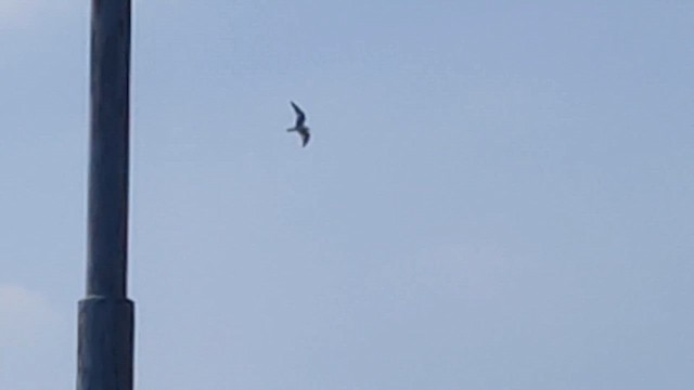 שחף בלתי-מזוהה - ML648663481