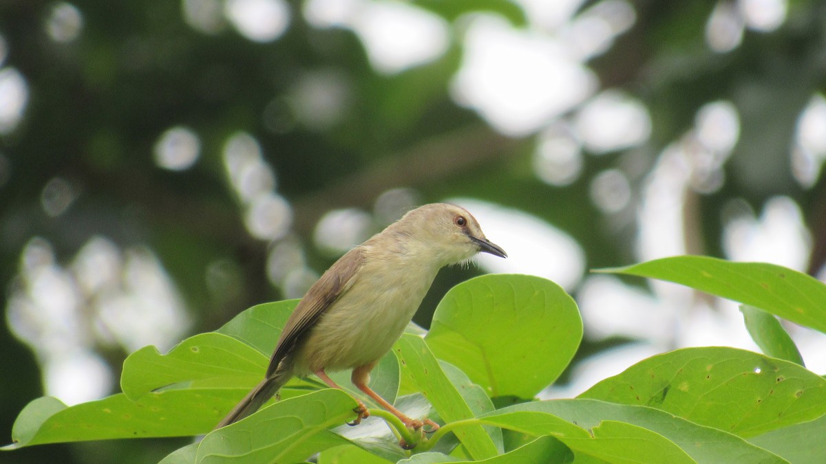 Tawny-flanked Prinia - ML648663534