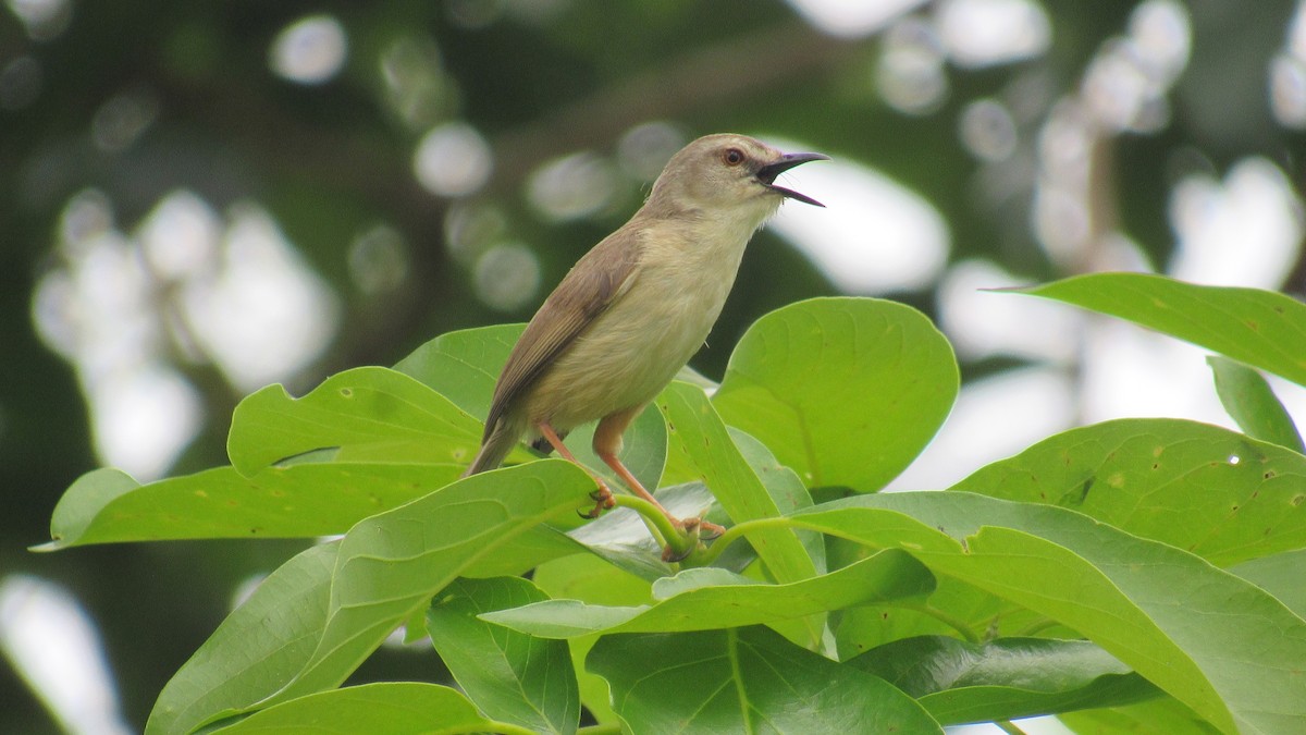 Tawny-flanked Prinia - ML648663537