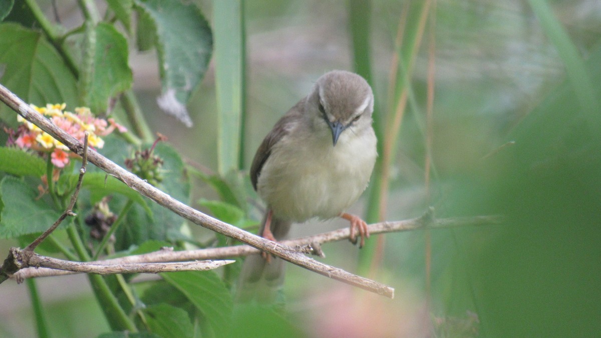 Tawny-flanked Prinia - ML648663538