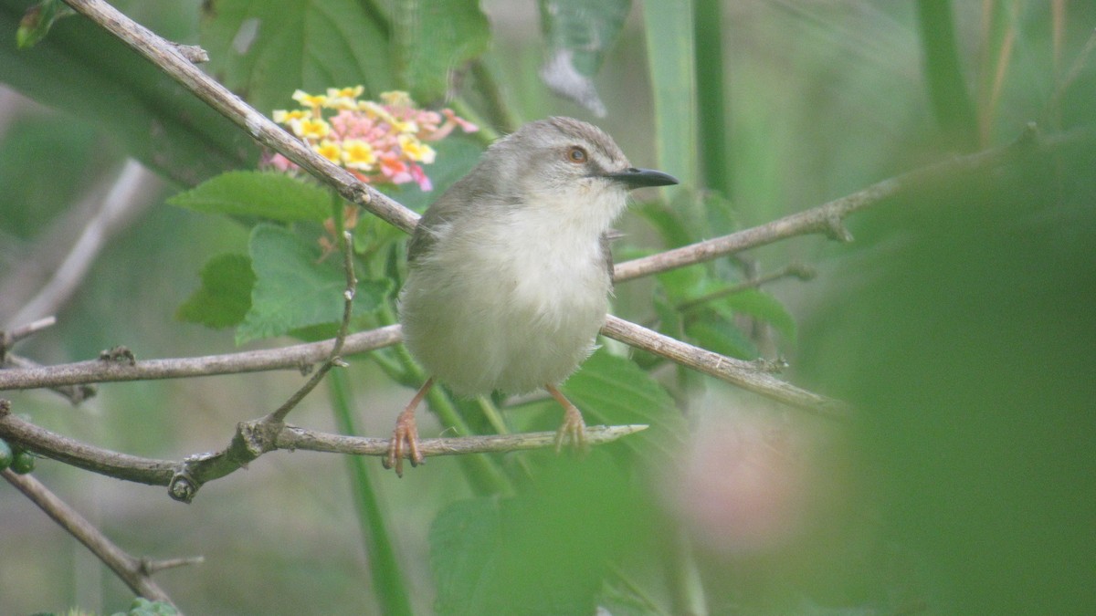 Tawny-flanked Prinia - ML648663539