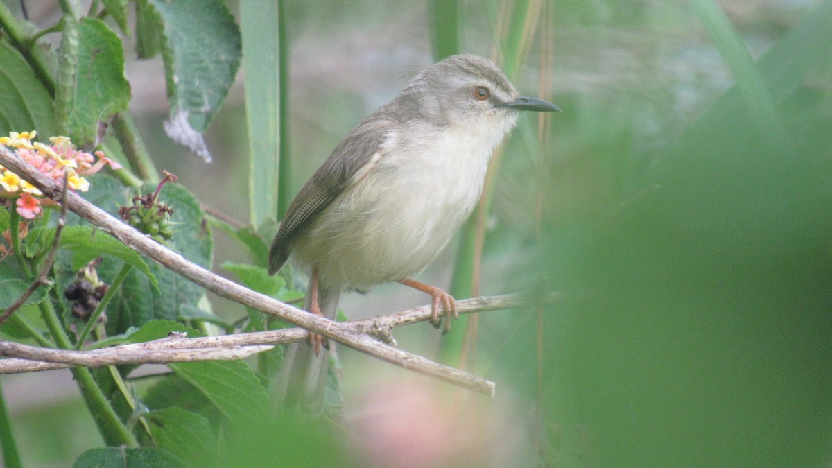Tawny-flanked Prinia - ML648663540