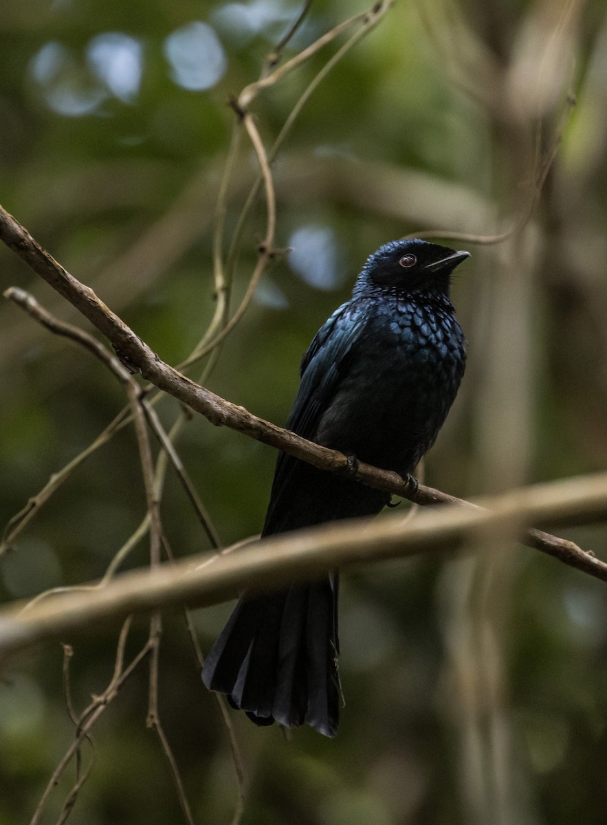 Bronzed Drongo - ML648664003