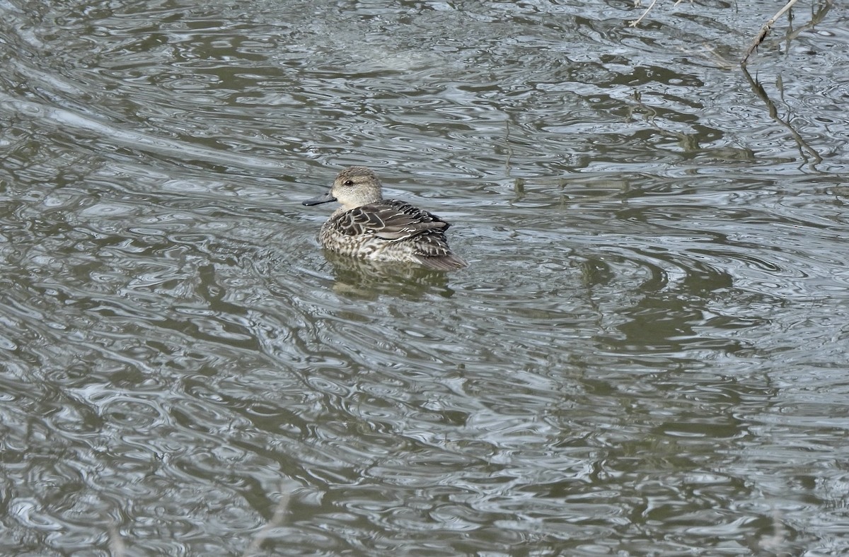 Çamurcun - ML648664042