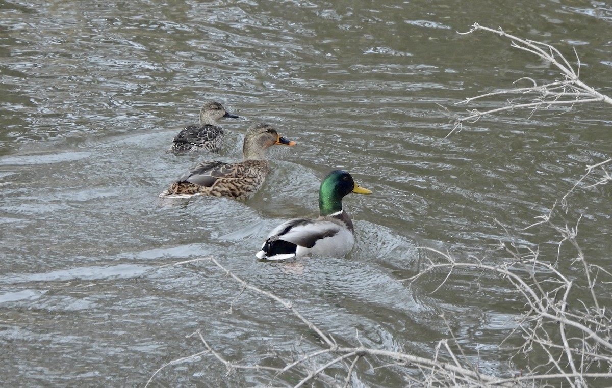 Yeşilbaş - ML648664046