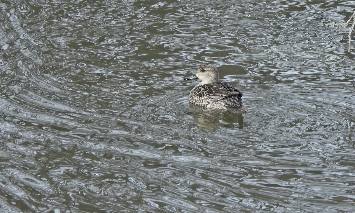 Çamurcun - ML648664050