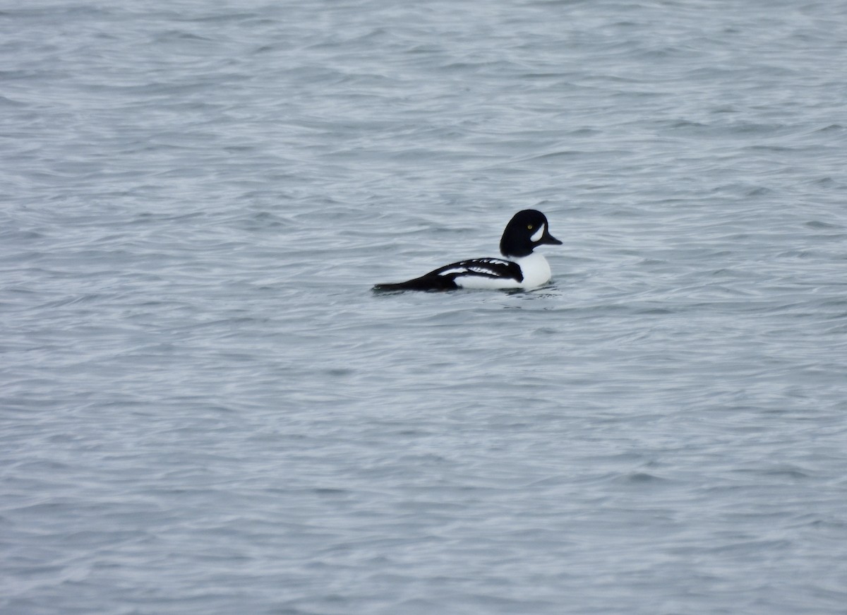 İzlanda Altıngözü - ML648664078