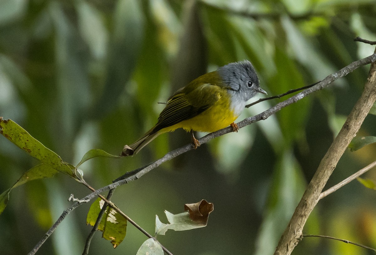 Gray-headed Canary-Flycatcher - ML648664084