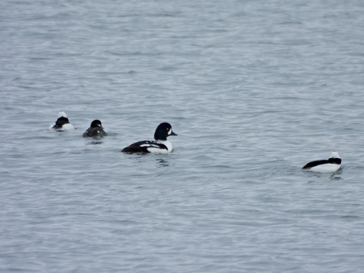 İzlanda Altıngözü - ML648664104