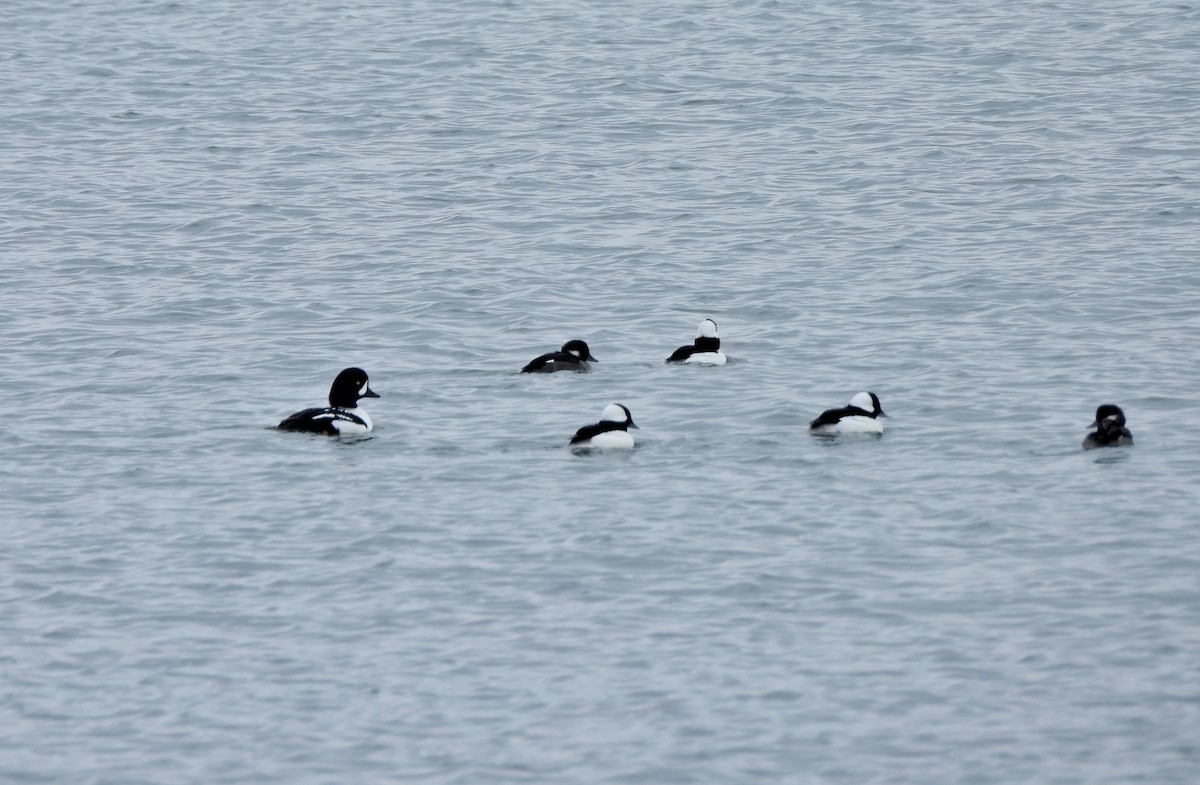 Ak Yanaklı Ördek - ML648664105