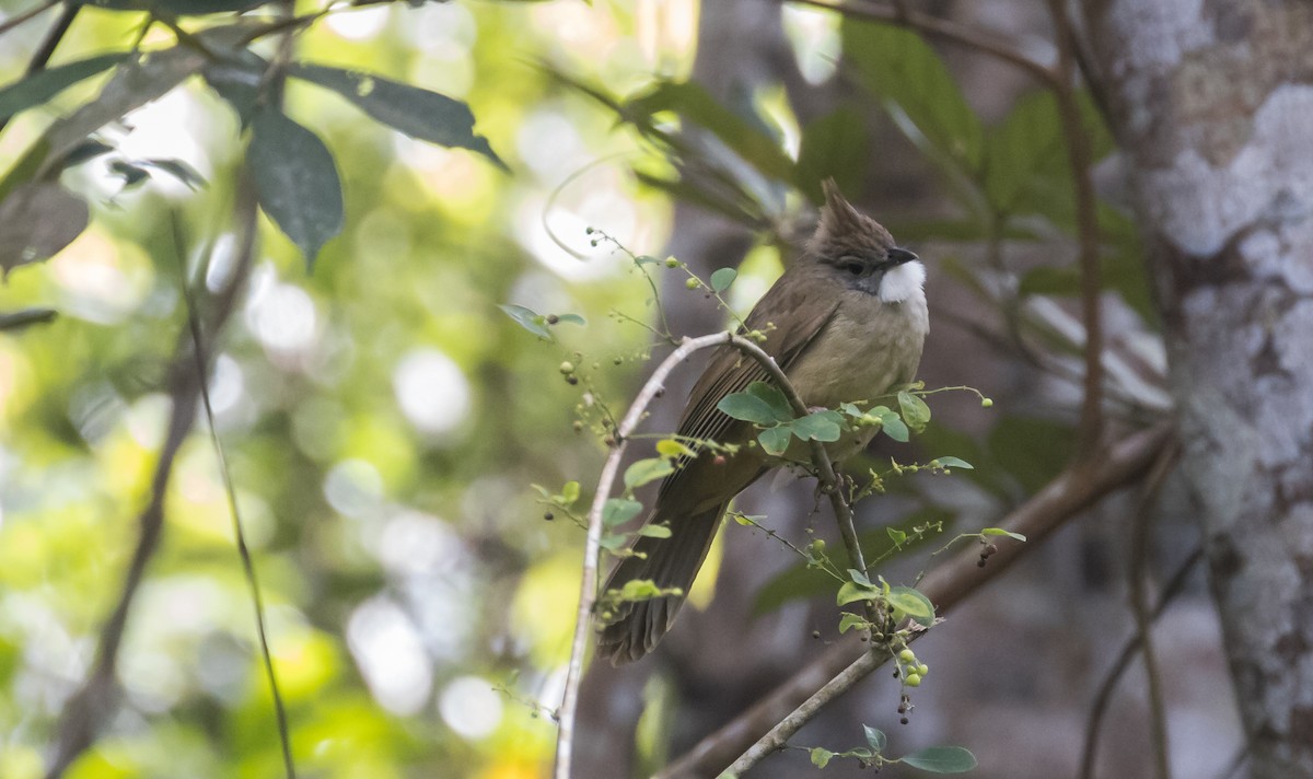 Puff-throated Bulbul - ML648664152