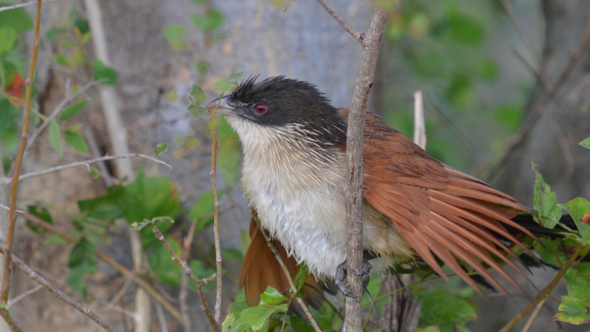 Burchell Kukalı - ML648664157