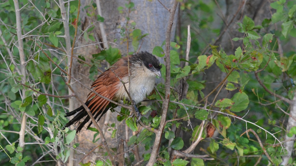 Burchell Kukalı - ML648664158