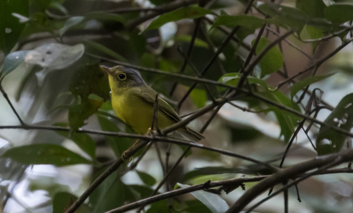 Alström's Warbler - ML648664168