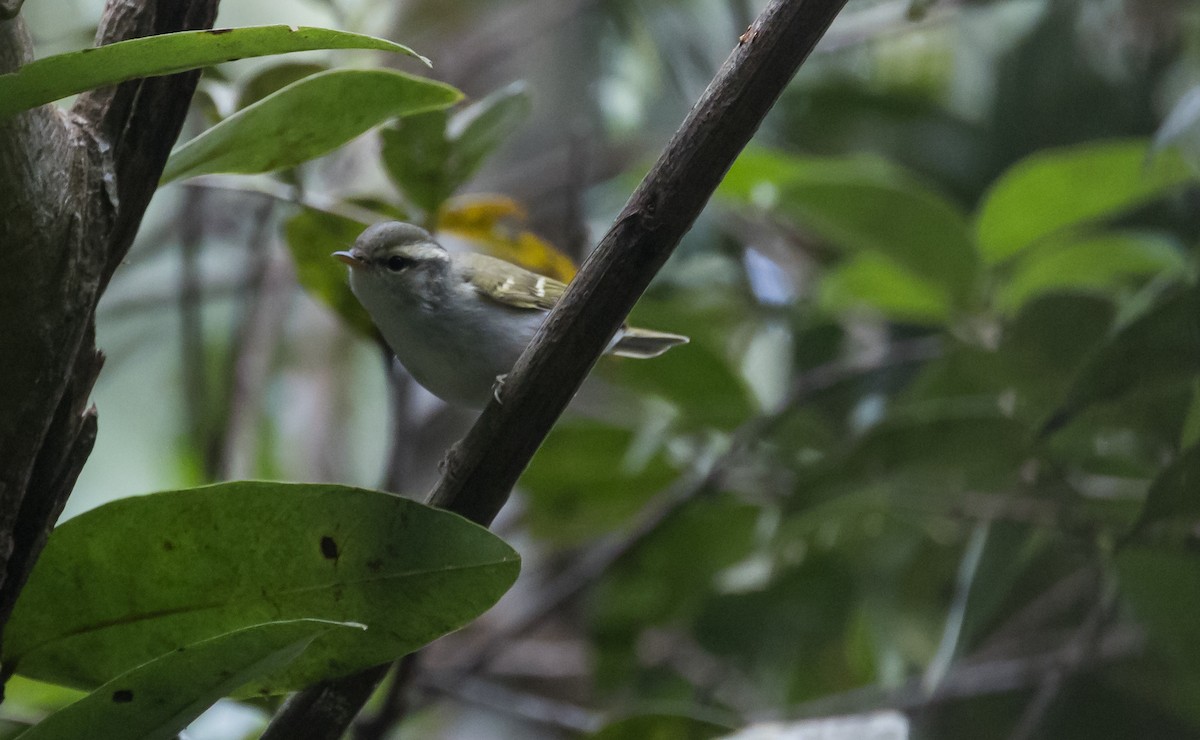 Claudia's Leaf Warbler - ML648664211