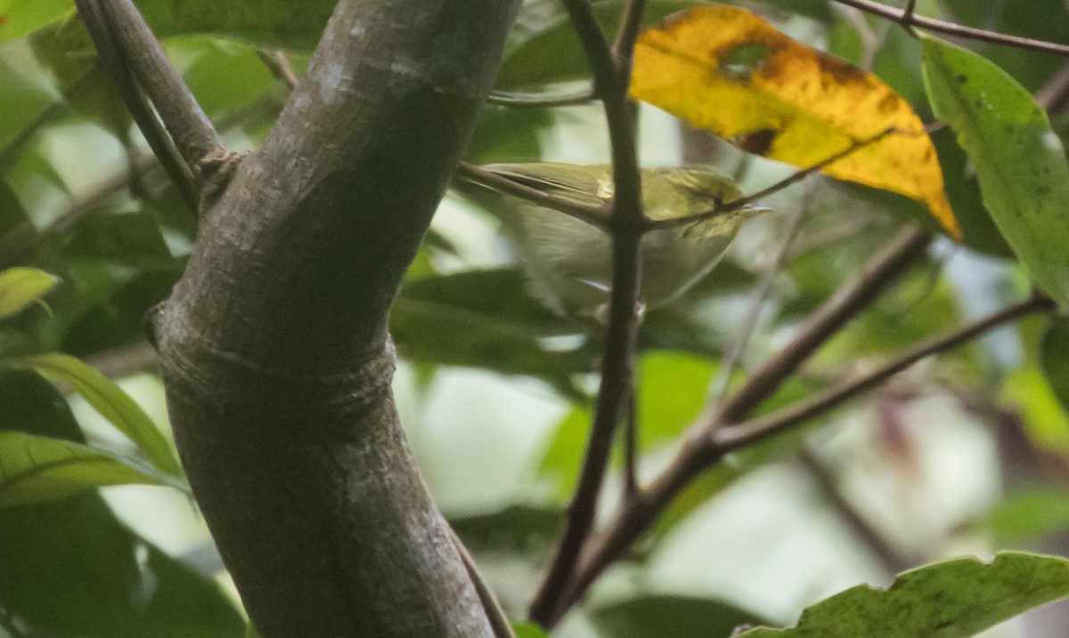 Kloss's Leaf Warbler - ML648664215