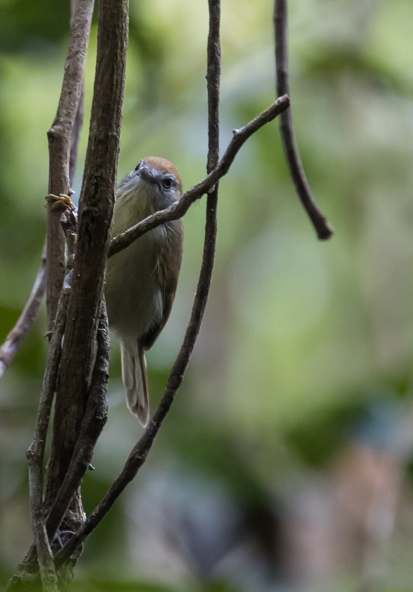 Gray-faced Tit-Babbler - ML648664237